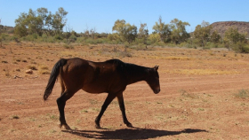 В Австралии избавятся от 11 тысяч диких лошадей